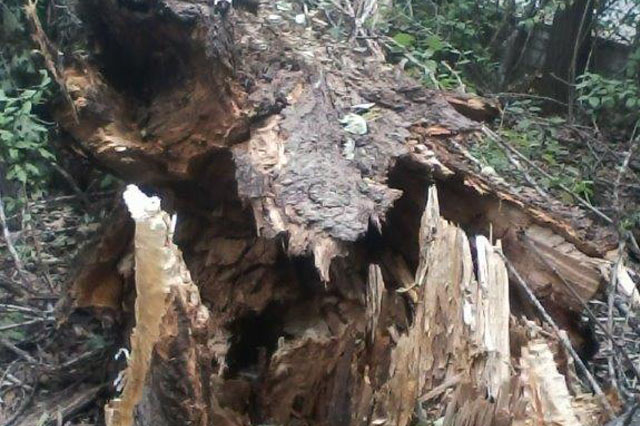 Parma Pratiche Abbattimento Alberi