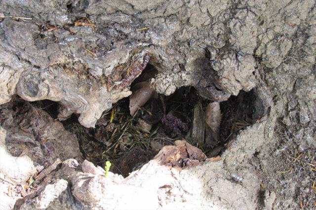 Potatura Alberi Parma