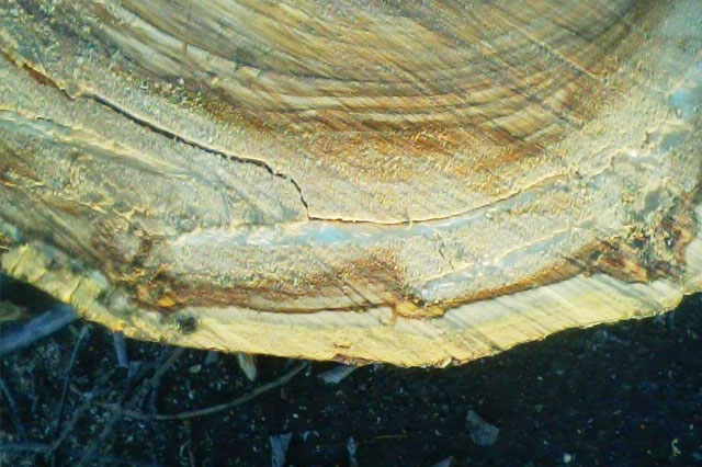 Parma Potatura Alberi Perizia Abbattimento