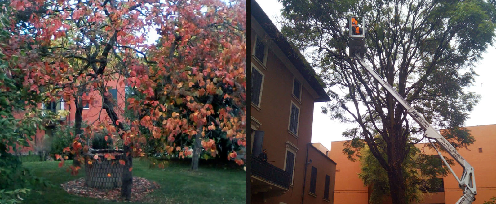Analisi Stabilità Alberi a Parma
