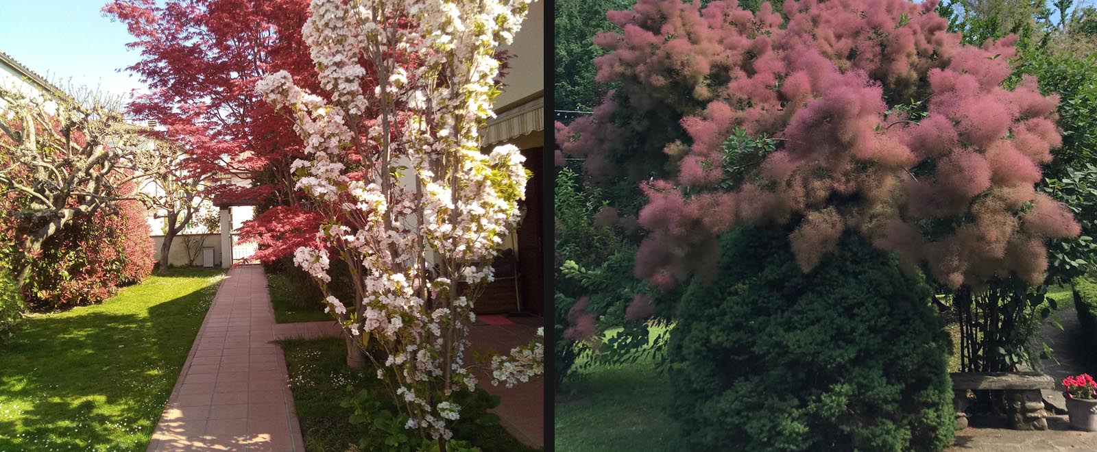 Abbattimento alberi a Parma